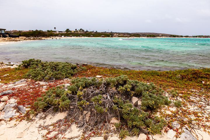 Aruba '19, Axiom Design Group photography